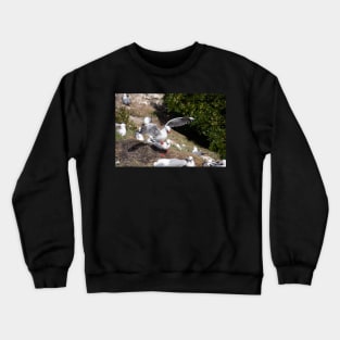 Seagull colony. Crewneck Sweatshirt